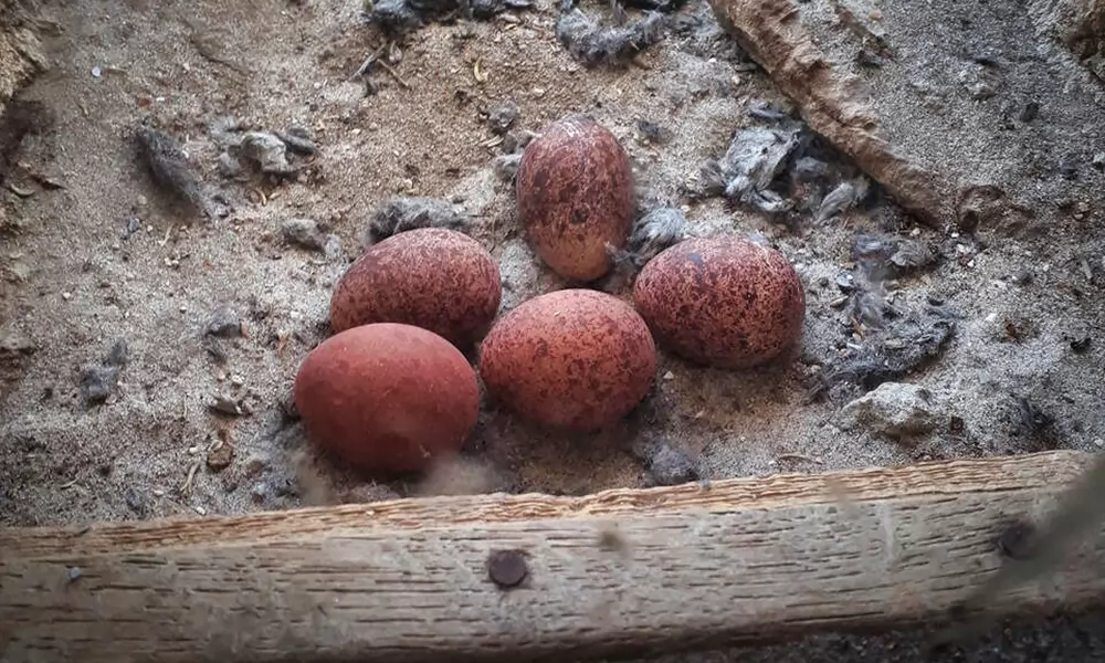 Ab Mitte April legen Turmfalken 3-6 Eier. In Kolenfeld waren es fünf.