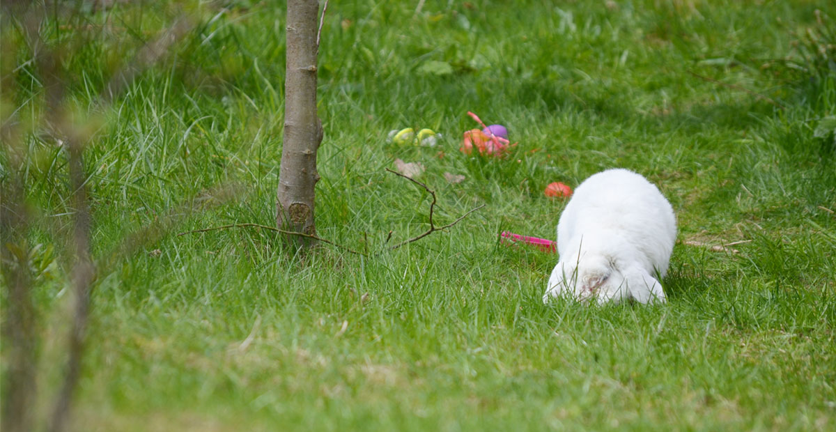 Ist das der Osterhase...?