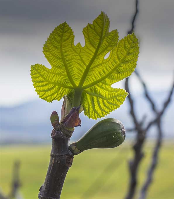 Feigenbaum