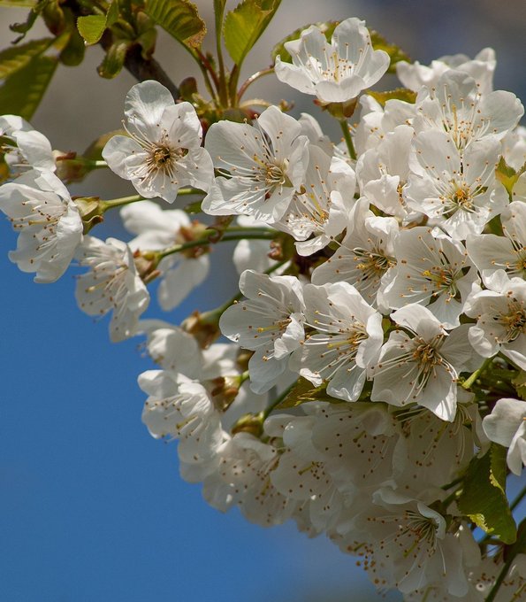 Barbarazweige - Kirschblüten zu Weihnachten